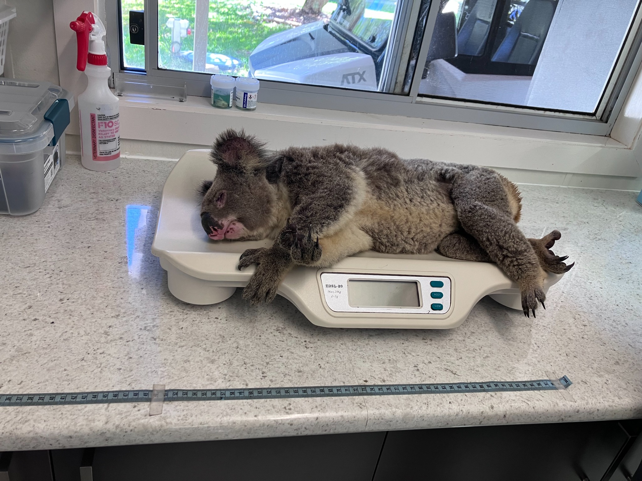 A koala on a scale at a veterinary facility