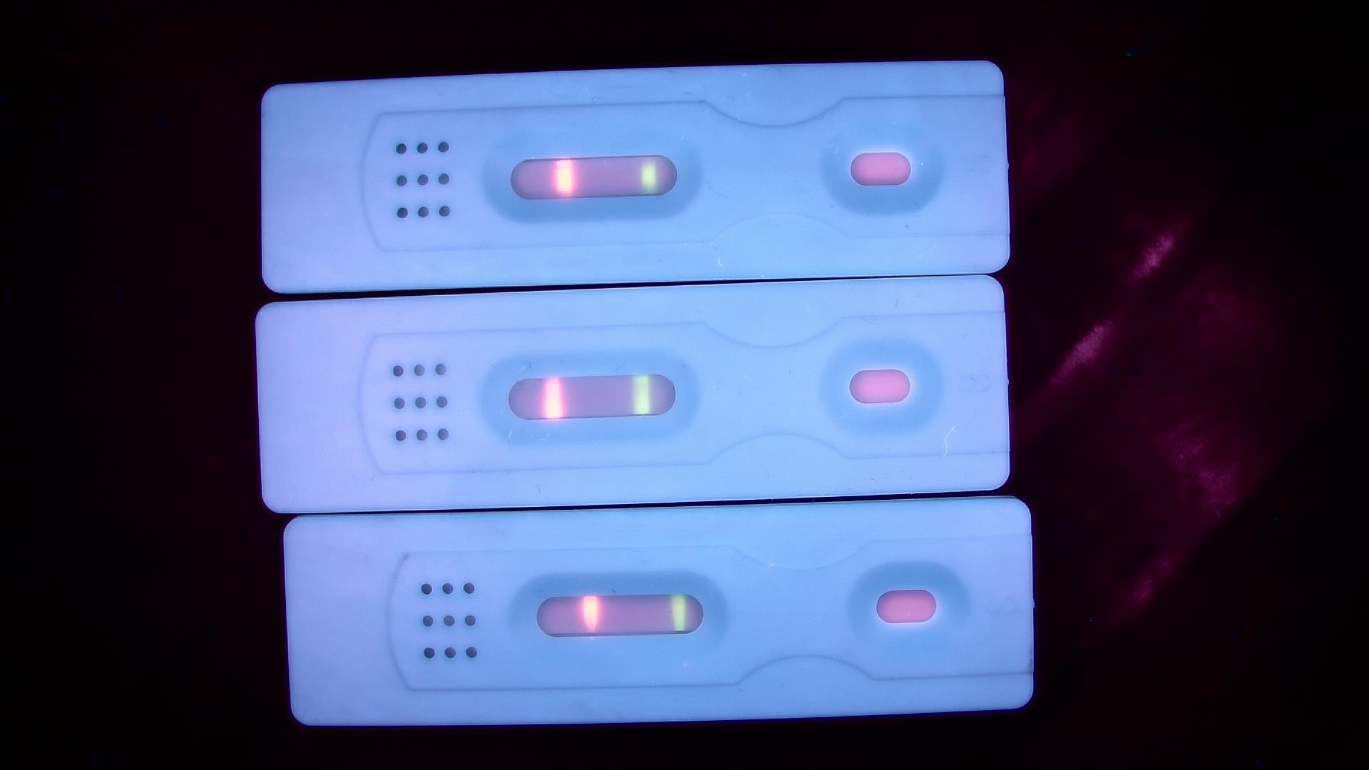 Three fluorescent lateral flow cassettes photographed under blue illumination